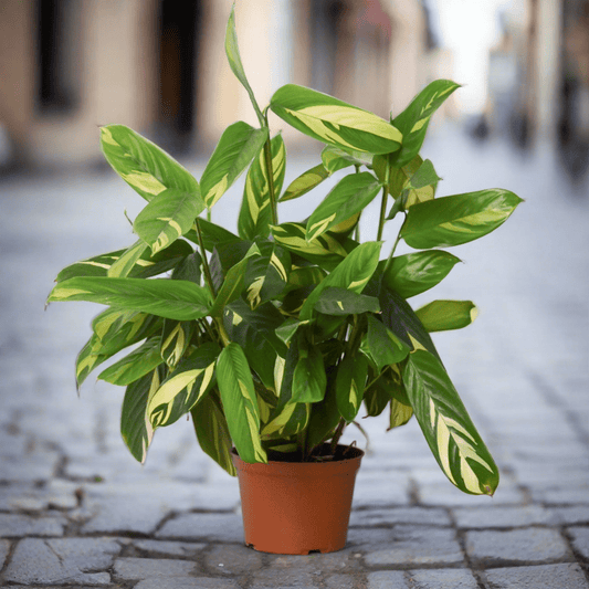 Ctenanthe Lubbersiana 'Bamburanta' - Plantonio