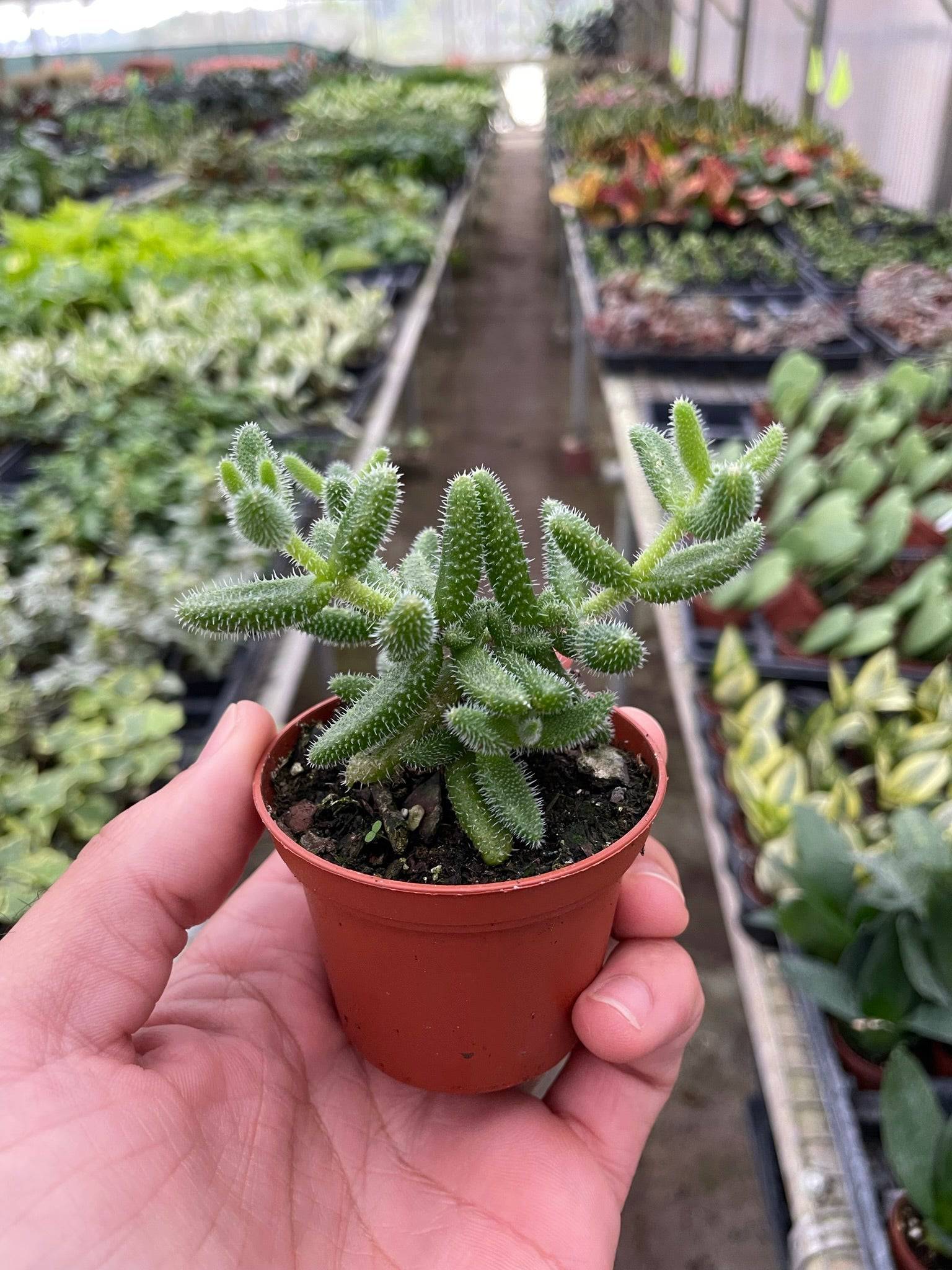 Delosperma echinatum 'Pickle Plant' - Plantonio