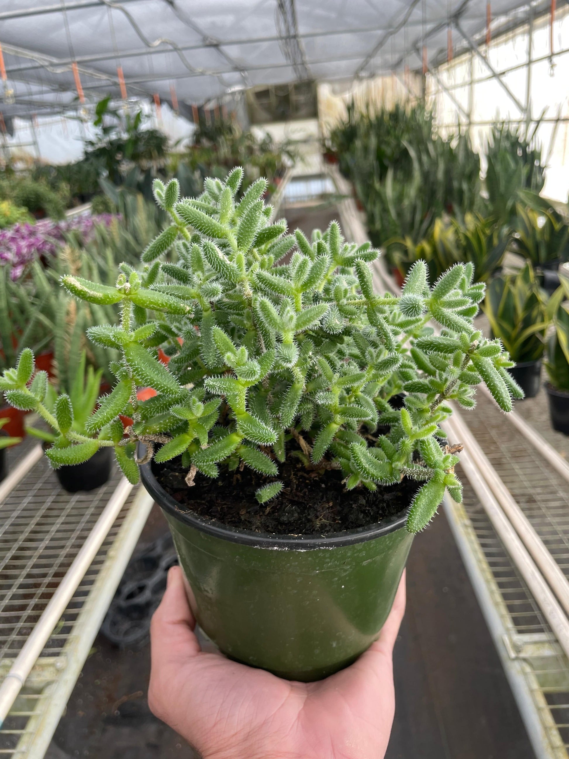 Delosperma echinatum 'Pickle Plant' - Plantonio