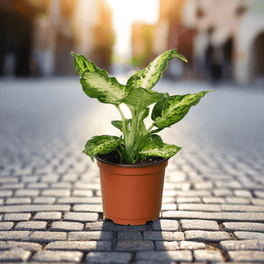 Dieffenbachia 'Amy' - Plantonio