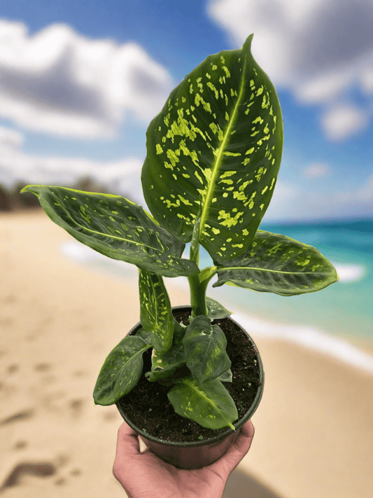 Dieffenbachia 'Reflector' - Plantonio