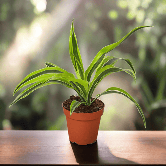 Dracaena Deremensis 'Lemon Surprise' - Plantonio