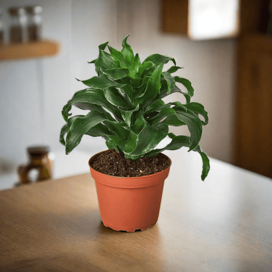 Dracaena 'Dragon Tree Twister' - 4" Pot - Plantonio