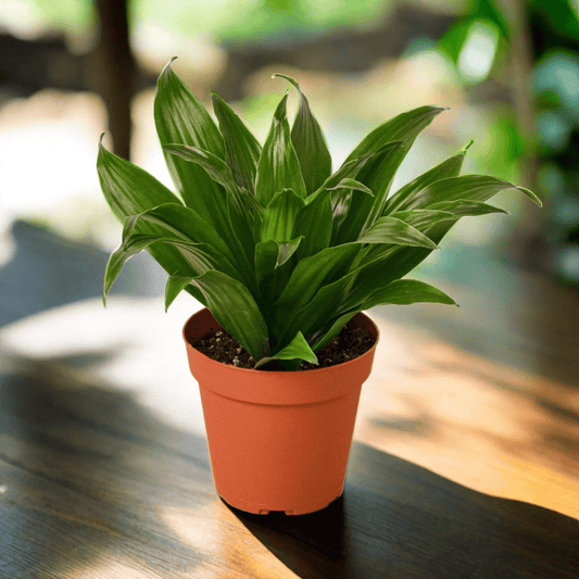 Dracaena 'Janet Craig' - Plantonio