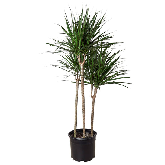 Dracaena Marginata Cane - 10" Pot - Plantonio