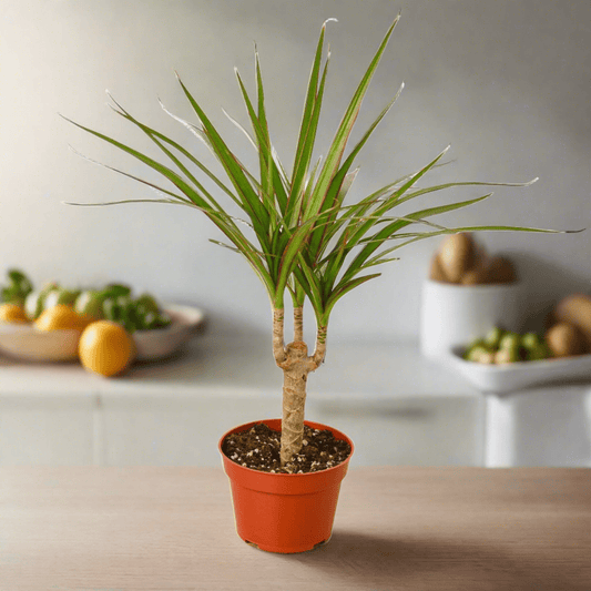 Dracaena Marginata Cane - Plantonio