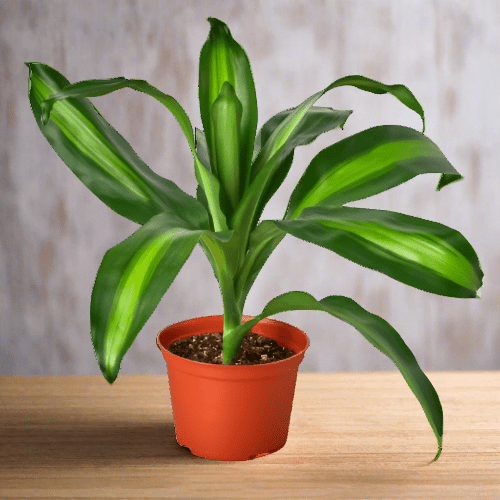 Dracaena Massangeana - Plantonio