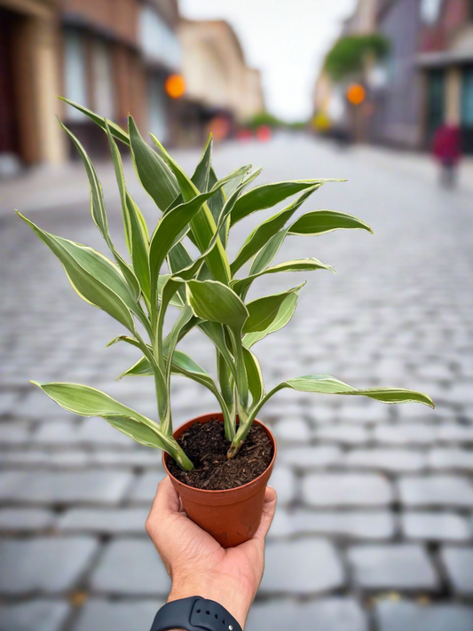 Dracaena 'Sanderiana' - Plantonio