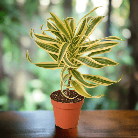 Dracaena 'Song of India' - Plantonio