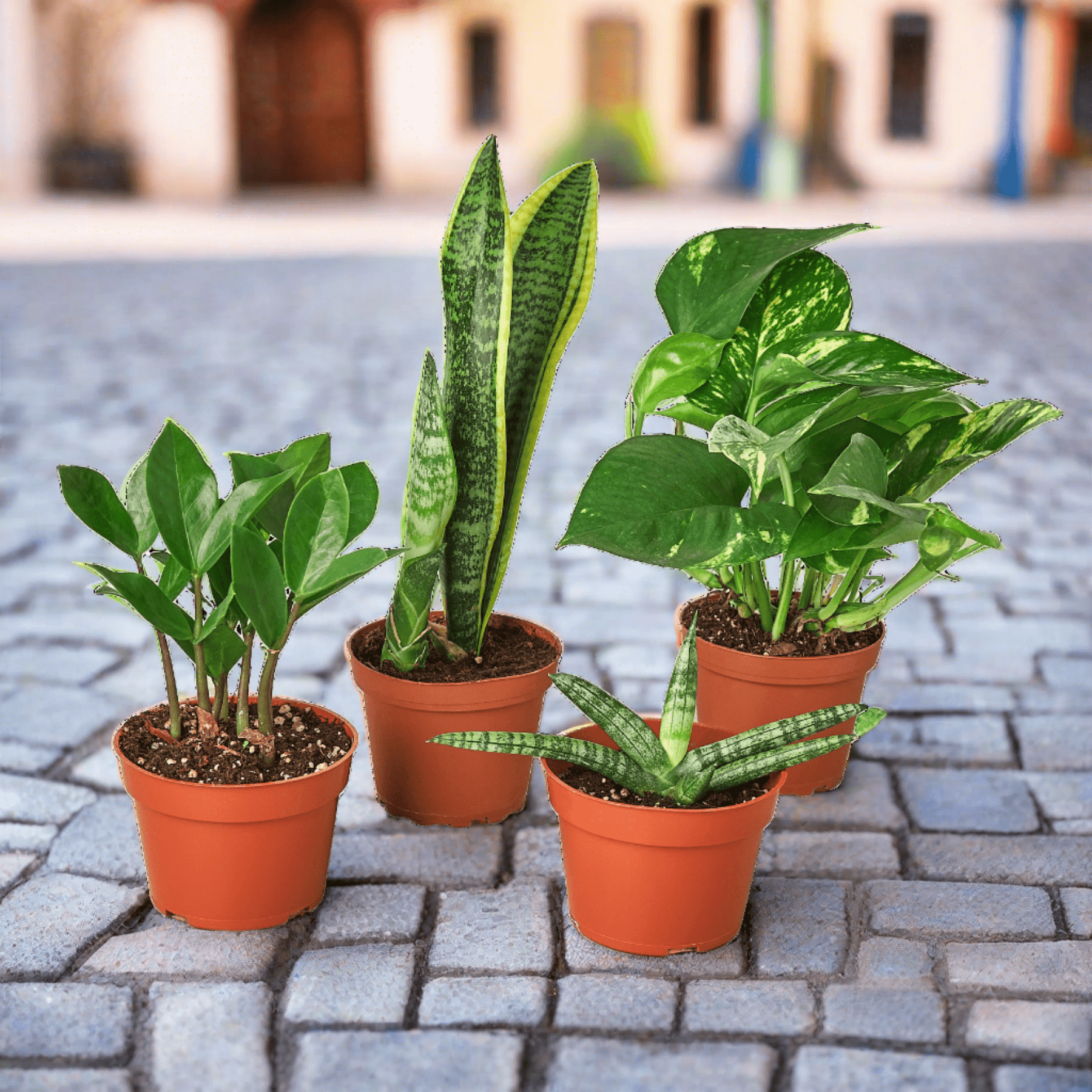 Easy Care Variety Bundle - Plantonio