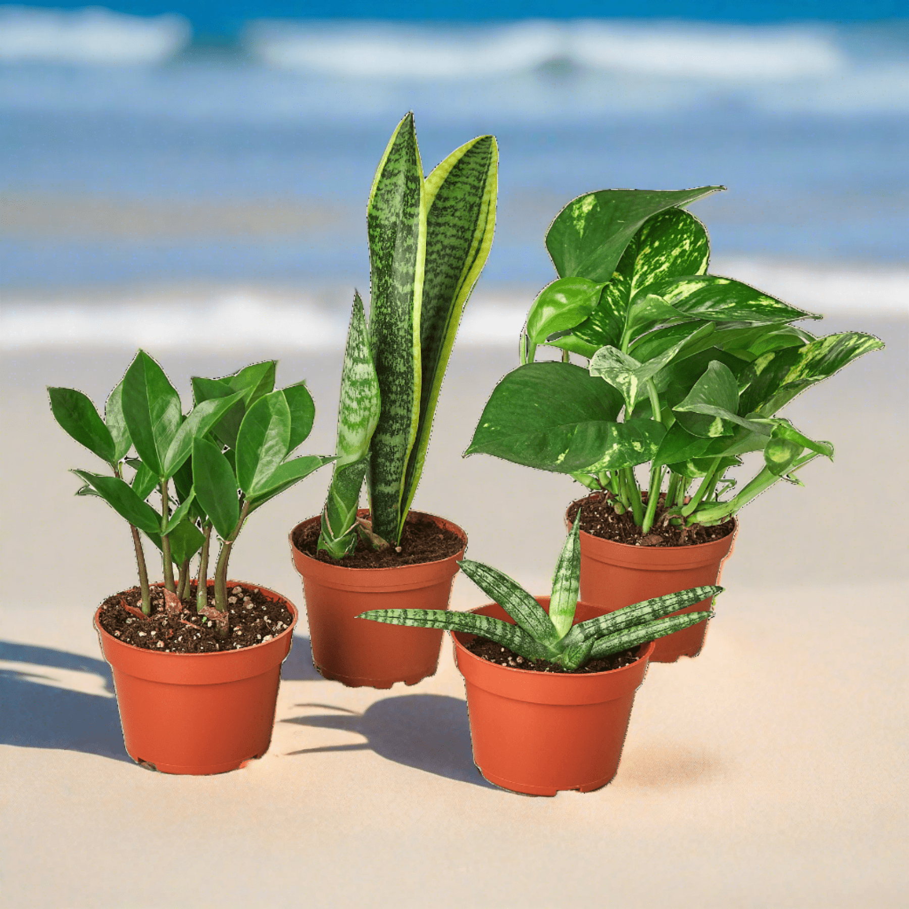 Easy Care Variety Bundle - Plantonio