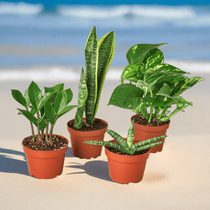 Easy Care Variety Bundle - Plantonio