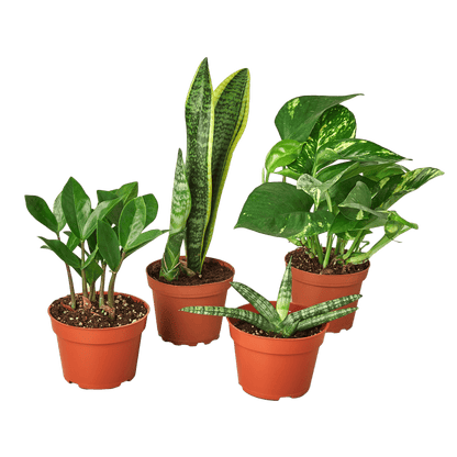Easy Care Variety Bundle - Plantonio