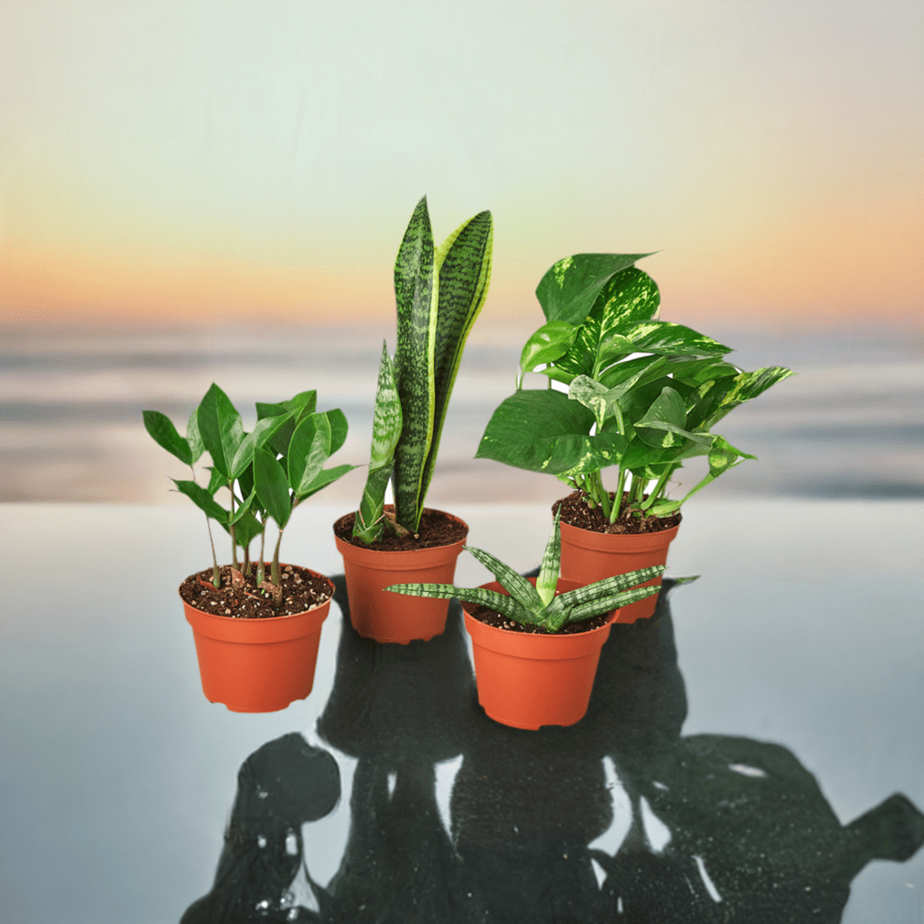 Easy Care Variety Bundle - Plantonio