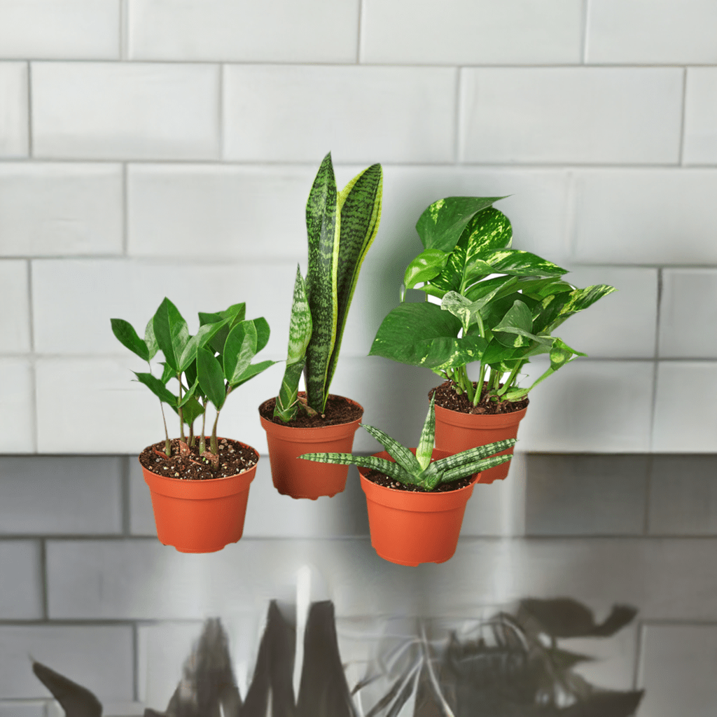 Easy Care Variety Bundle - Plantonio