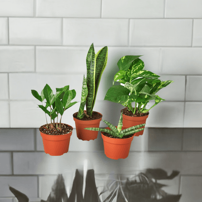 Easy Care Variety Bundle - Plantonio
