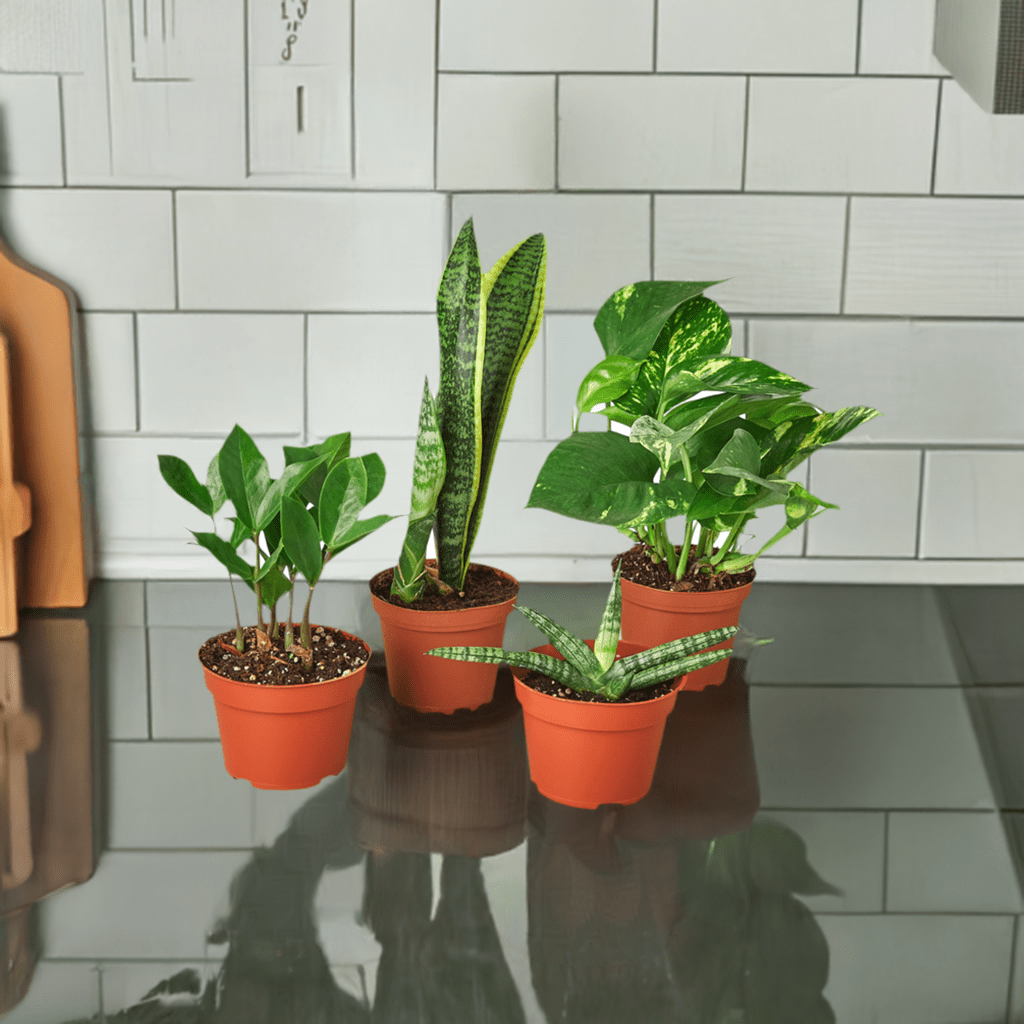 Easy Care Variety Bundle - Plantonio