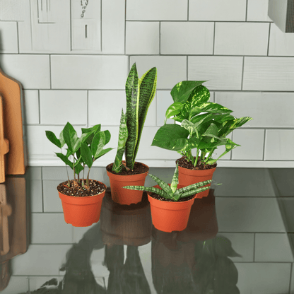 Easy Care Variety Bundle - Plantonio