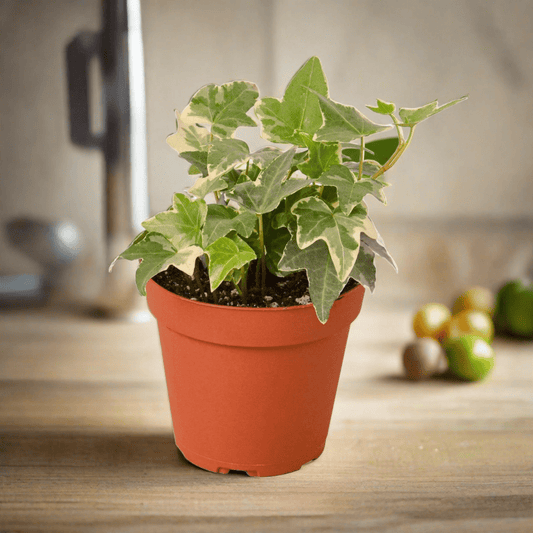 English Ivy 'Glacier' - Plantonio