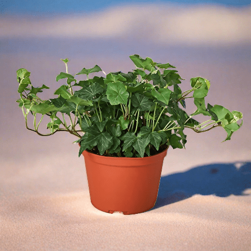 English Ivy Green California - Plantonio