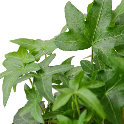 English Ivy Green California - Plantonio