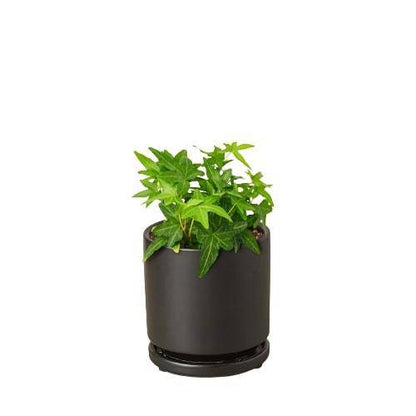 English Ivy Green California - Plantonio