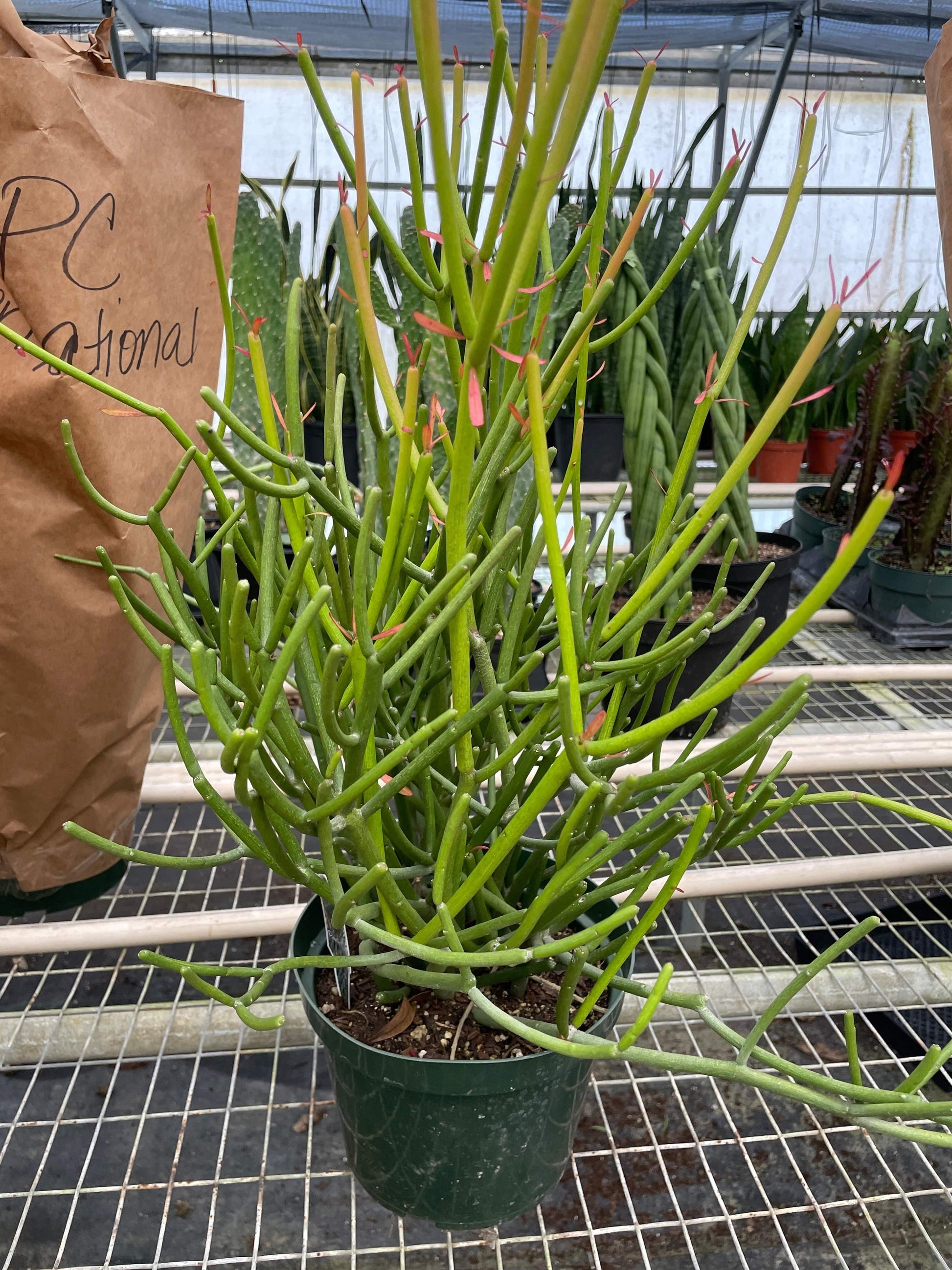 EUPHORBIA 'PENCIL CACTUS' - Plantonio