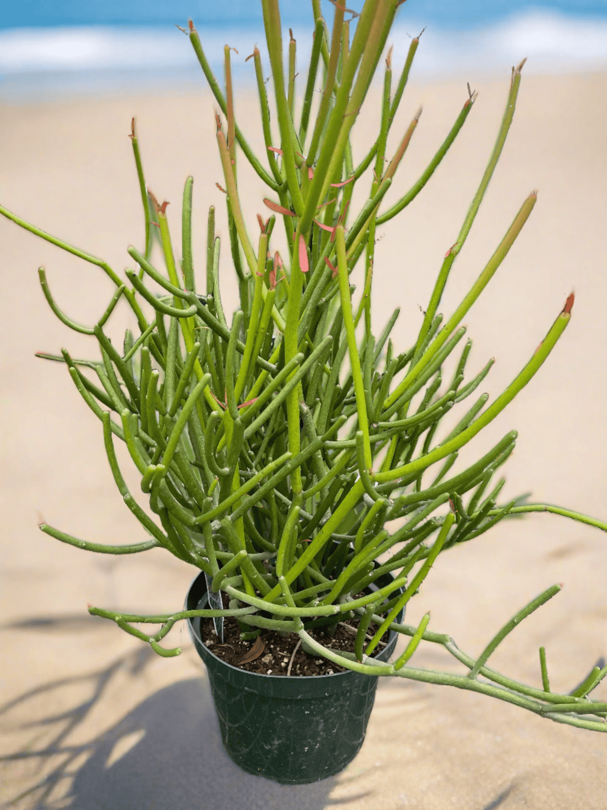 EUPHORBIA 'PENCIL CACTUS' - Plantonio