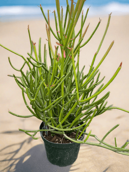 EUPHORBIA 'PENCIL CACTUS' - Plantonio