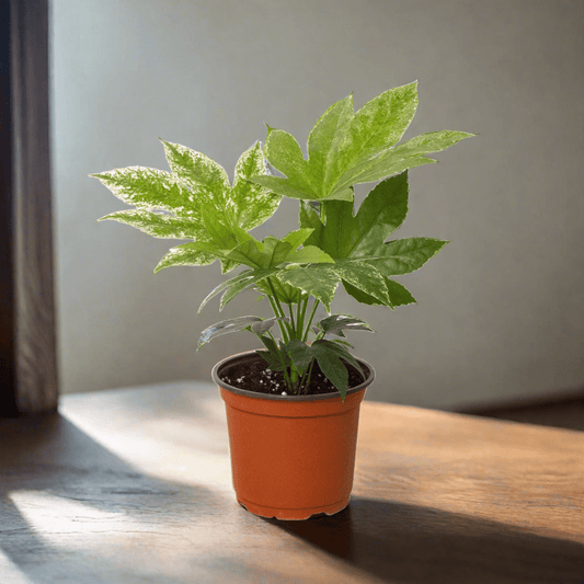 Fatsia 'Spider's Web' - Plantonio