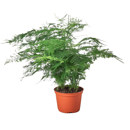 Fern 'Asparagus' - Plantonio