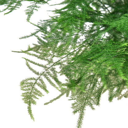 Fern 'Asparagus' - Plantonio