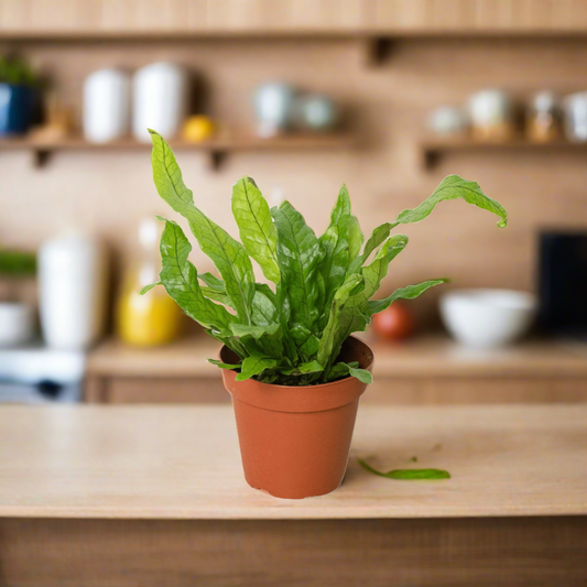 Fern 'Crocodile' - Plantonio