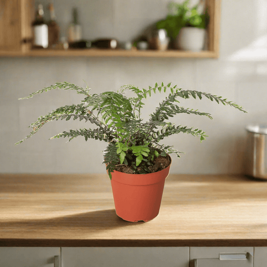 Fern Glowstar - 4" Pot - Plantonio