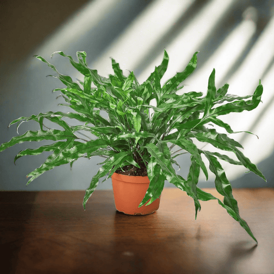 Fern 'Kangaroo Paw' - Plantonio