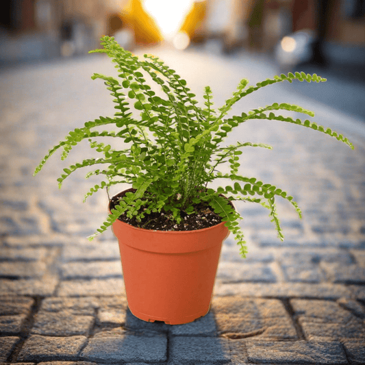 Fern 'Lemon Button' - Plantonio