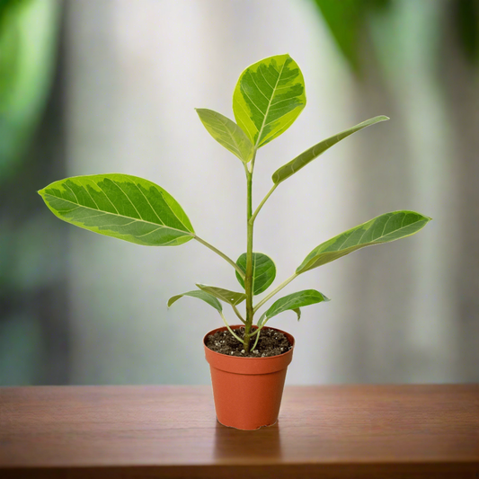Ficus Altissima 'Yellow Gem' - Plantonio