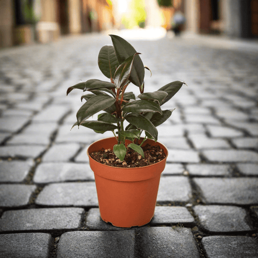 Ficus Elastica 'Burgundy' - Plantonio