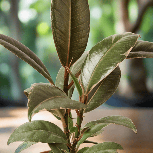 Ficus Elastica 'Tineke' - 10" Pot - Plantonio