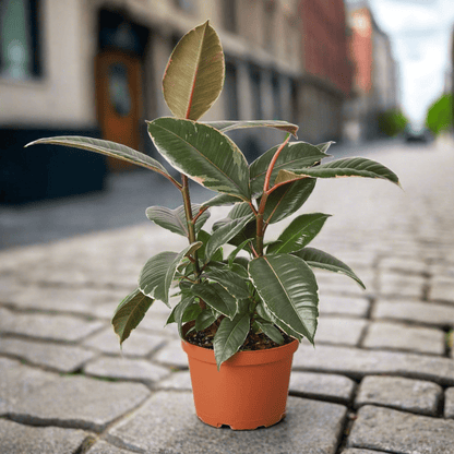 Ficus Elastica 'Tineke' - Plantonio