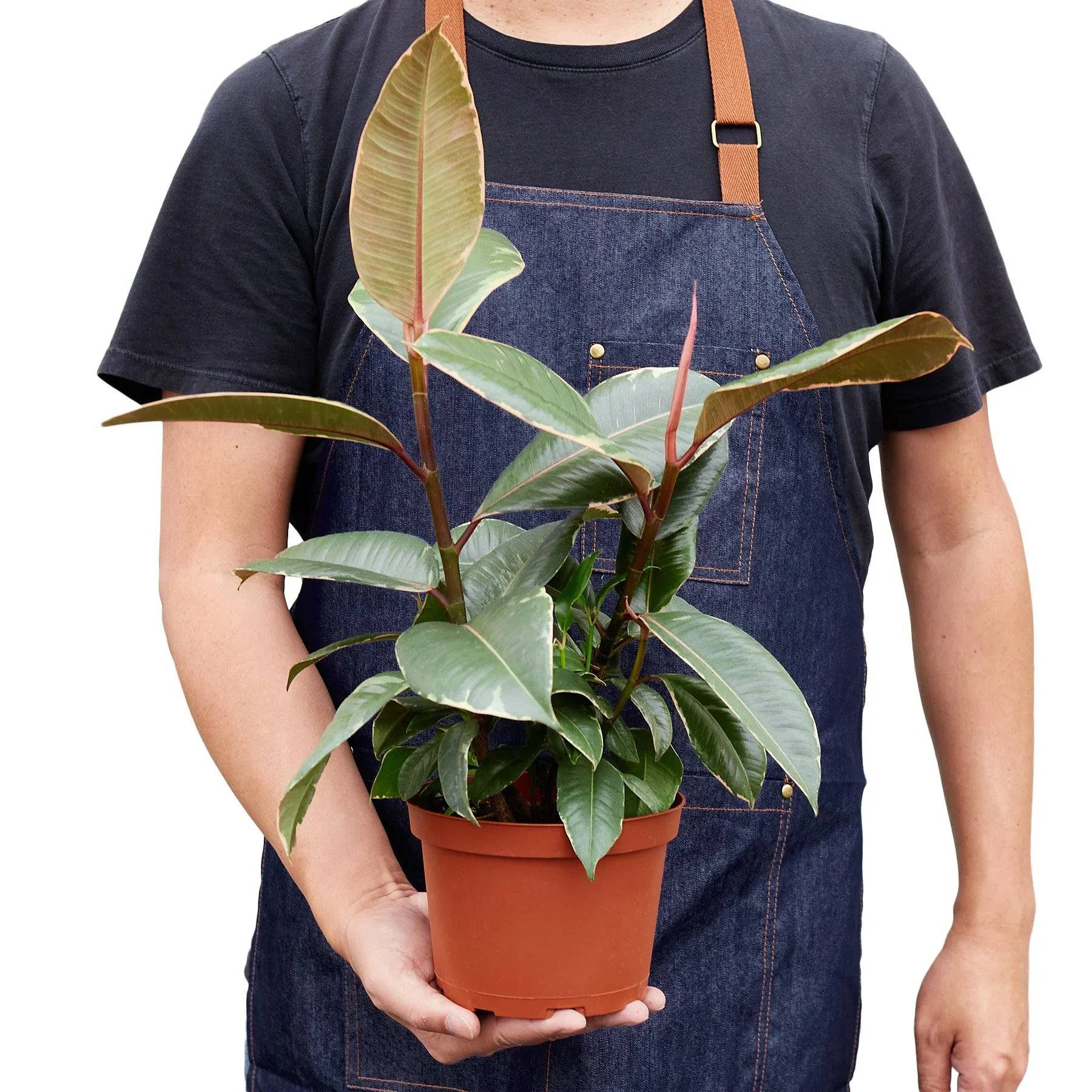 Ficus Elastica 'Tineke' - Plantonio