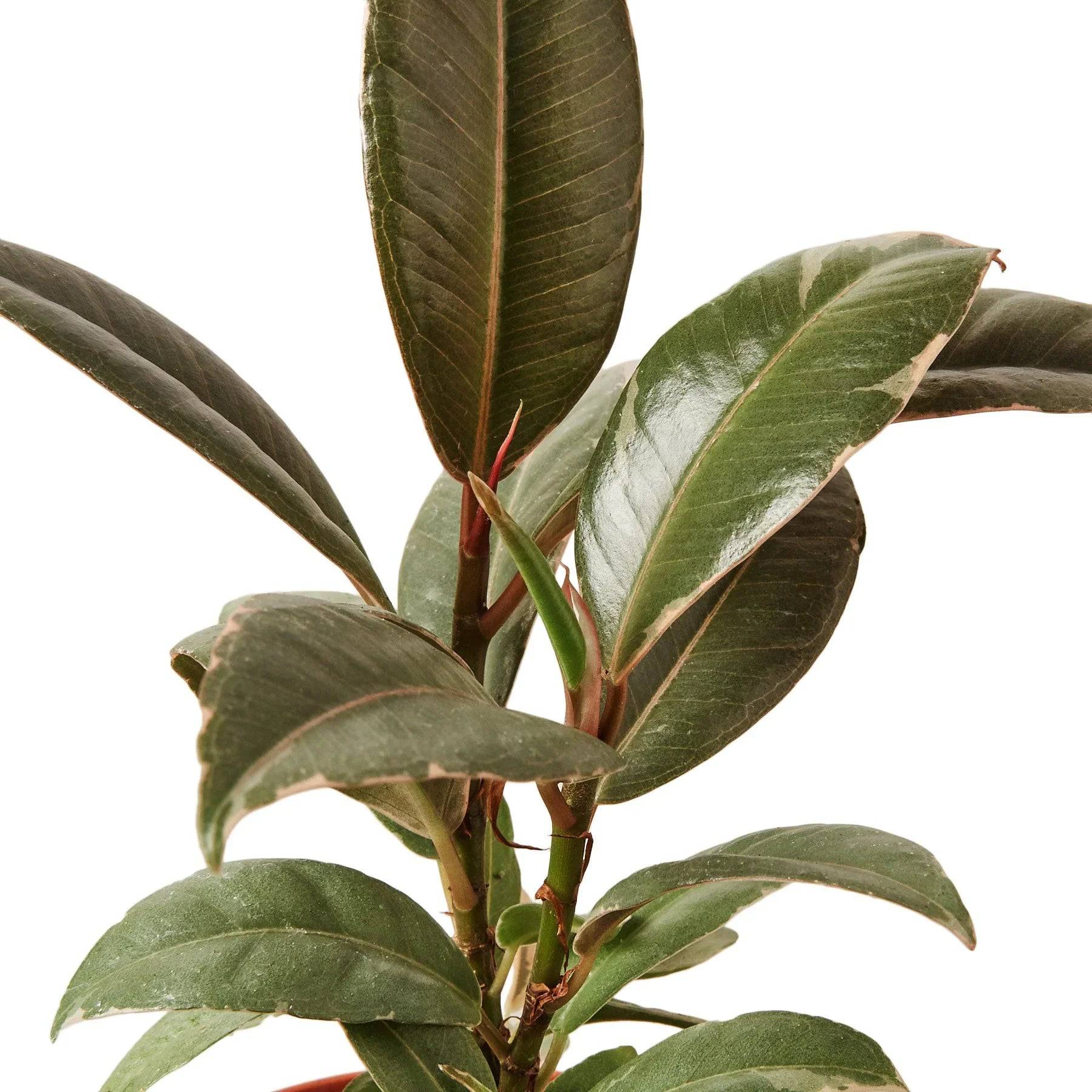 Ficus Elastica 'Tineke' - Plantonio
