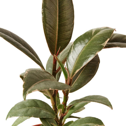 Ficus Elastica 'Tineke' - Plantonio