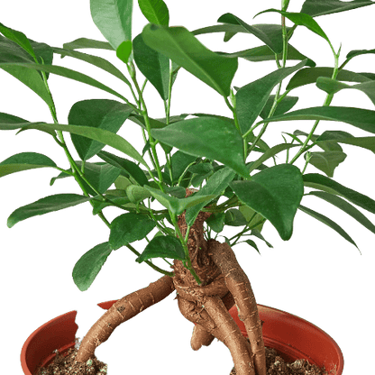 Ficus 'Ginseng' - Plantonio