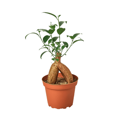 Ficus 'Ginseng' - Plantonio