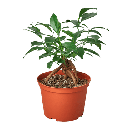 Ficus 'Ginseng' - Plantonio
