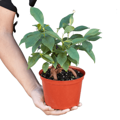 Ficus 'Ginseng' - Plantonio