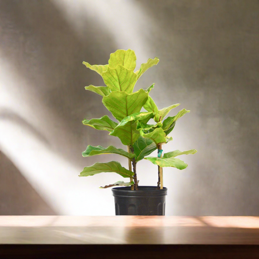 Ficus Lyrata 'Fiddle Leaf Fig' - In 10" Pot - Plantonio