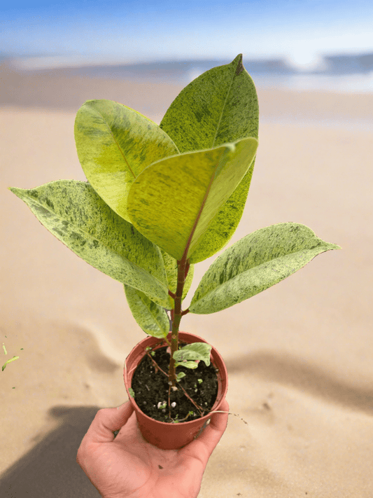 Ficus 'shivereana' (Moonshine) - Plantonio