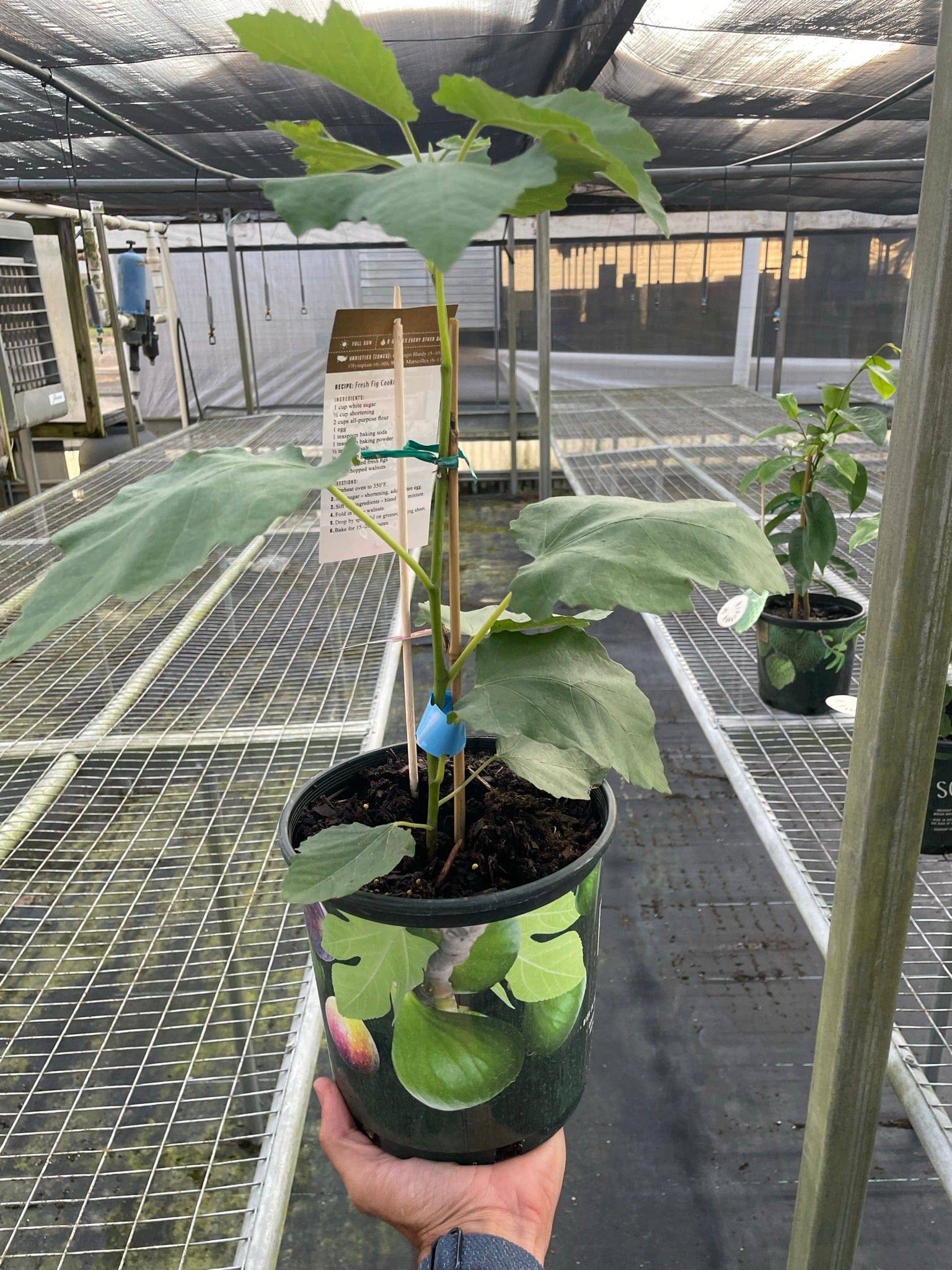 Figue Tree - Plantonio